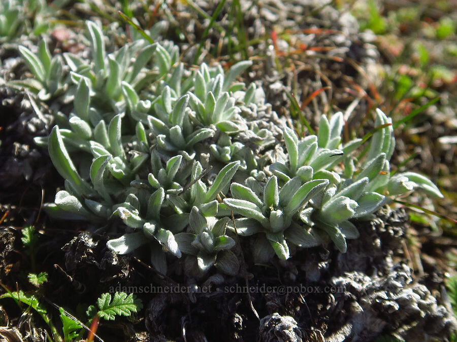 low pussy-toes (Antennaria dimorpha) [Ferry Springs Trail, Deschutes River State Recreation Area, Sherman County, Oregon]
