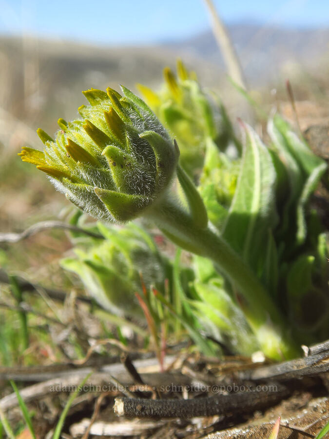 balsamroot, budding (Balsamorhiza sp.) [Ferry Springs Trail, Deschutes River State Recreation Area, Sherman County, Oregon]