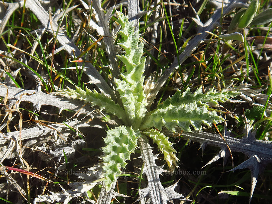 wavy-leaf thistle (Cirsium undulatum) [Ferry Springs Trail, Deschutes River State Recreation Area, Sherman County, Oregon]