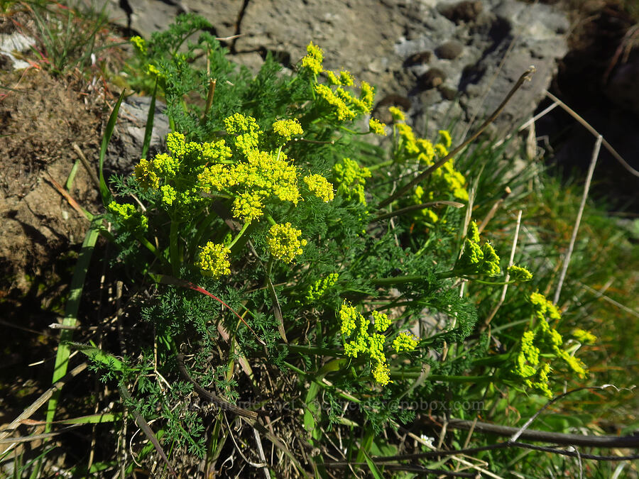 pungent desert parsley (Lomatium papilioniferum (Lomatium grayi)) [Deschutes River Trail, Lower Deschutes Wildlife Area, Sherman County, Oregon]