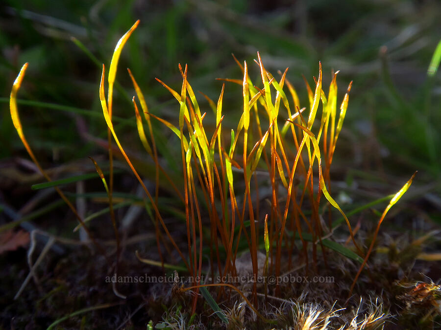 tortula moss (Tortula princeps) [Deschutes River Trail, Lower Deschutes Wildlife Area, Sherman County, Oregon]