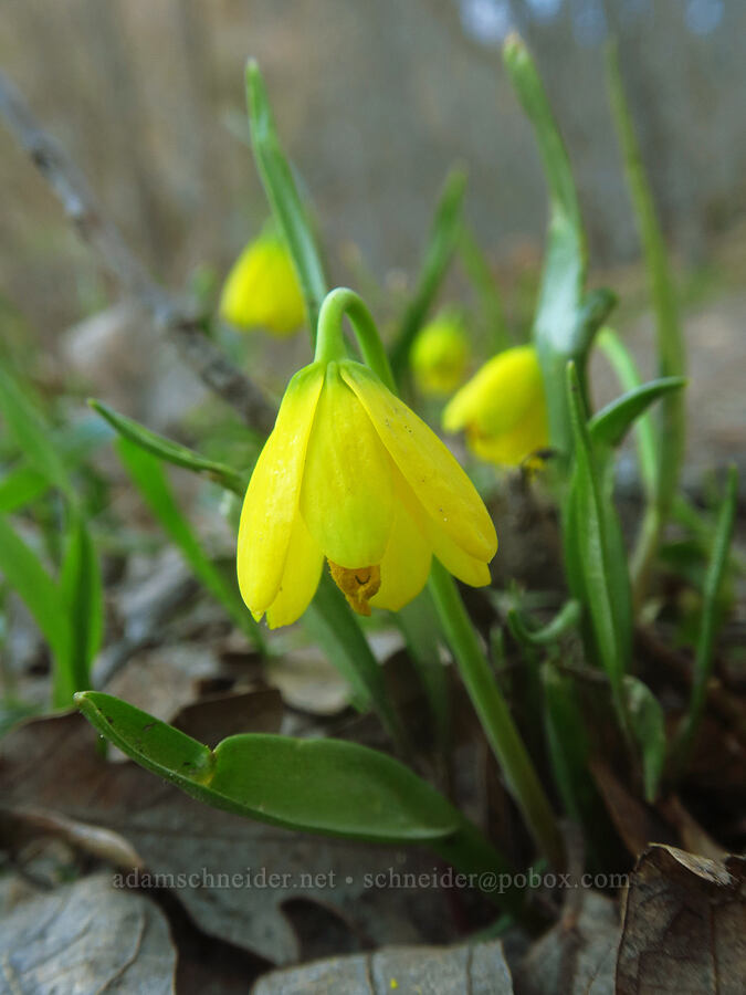 yellow bells (Fritillaria pudica) [Lyle Cherry Orchard Trail, Klickitat County, Washington]