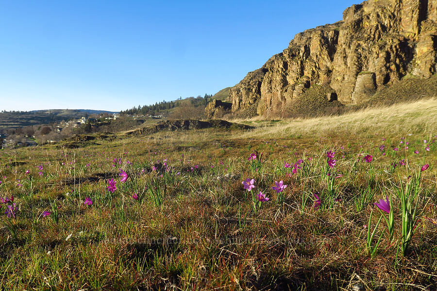 grass-widows (Olsynium douglasii) [Lyle Convict Road, Klickitat County, Washington]