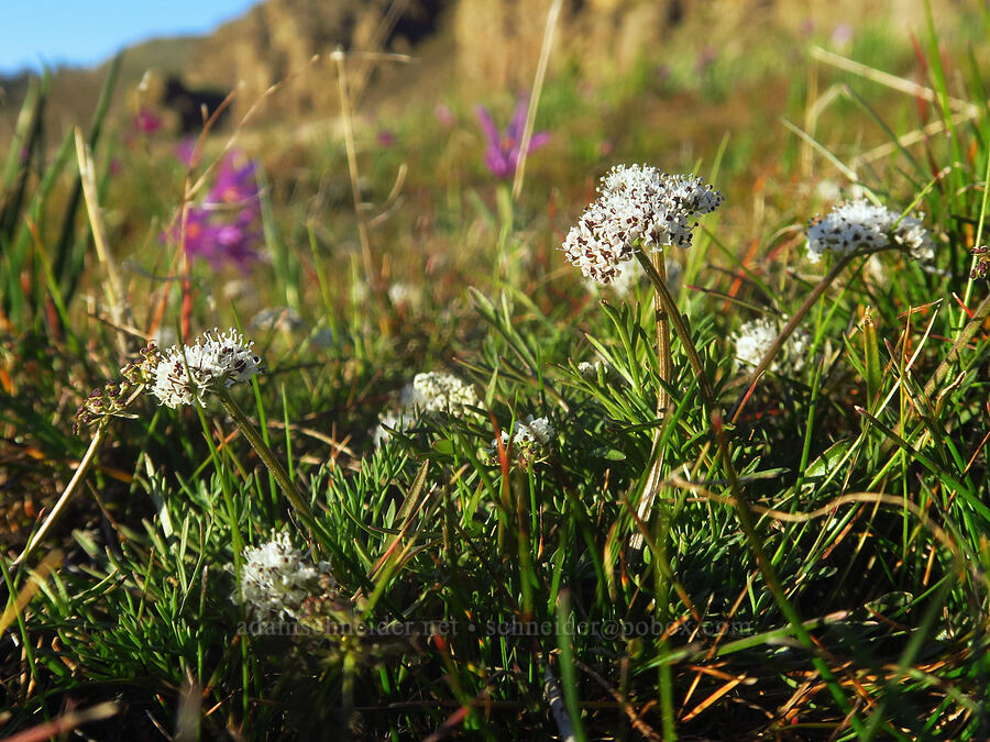 salt-and-pepper & grass-widows (Olsynium douglasii, Lomatium gormanii) [Lyle Convict Road, Klickitat County, Washington]