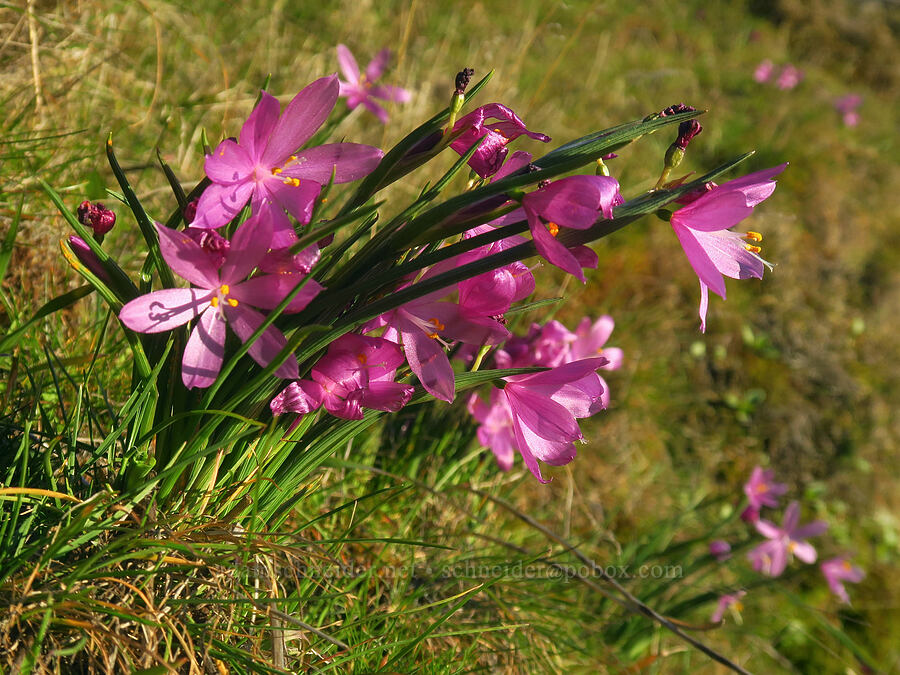 grass-widows (Olsynium douglasii) [east of Lyle, Klickitat County, Washington]