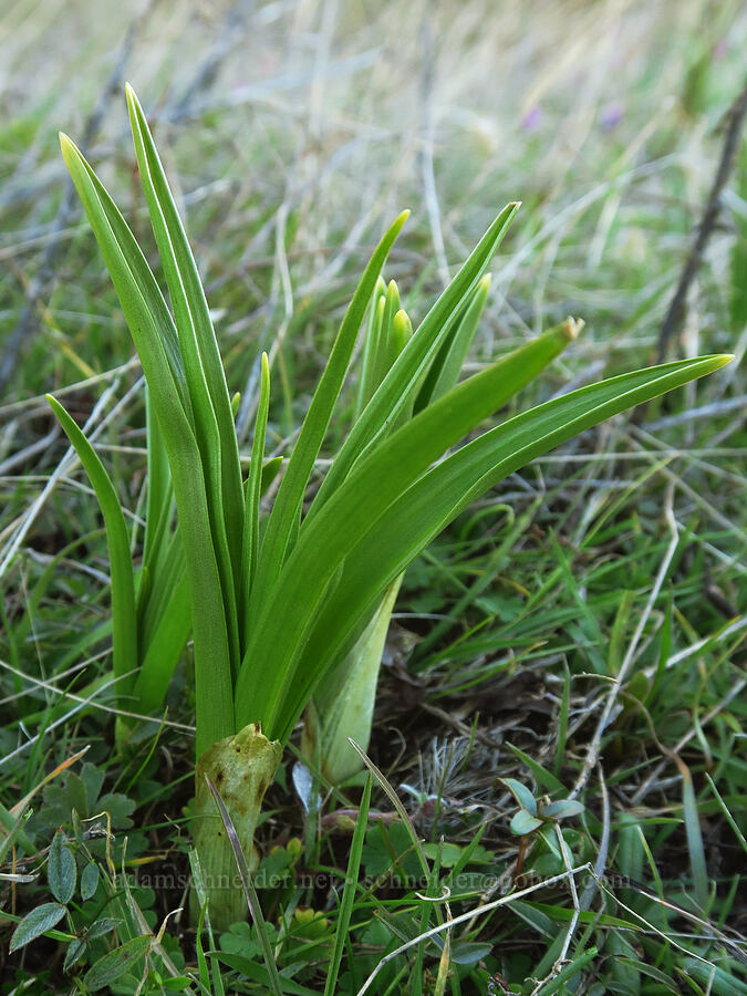 panicled death-camas leaves (Toxicoscordion paniculatum (Zigadenus paniculatus)) [Lyle Cherry Orchard Trail, Klickitat County, Washington]