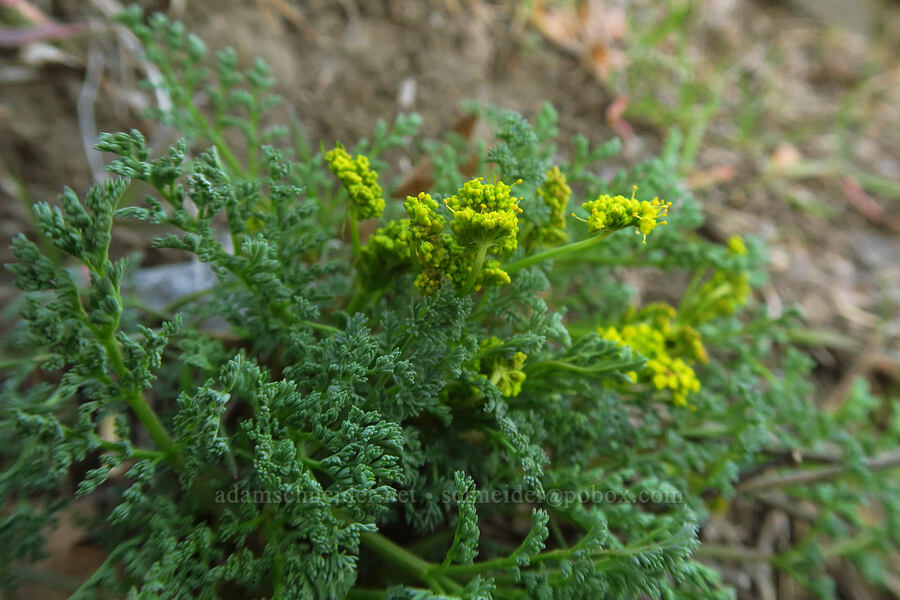 pungent desert parsley (Lomatium papilioniferum (Lomatium grayi)) [Lyle Cherry Orchard Trail, Klickitat County, Washington]