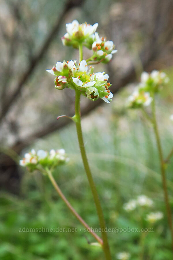 whole-leaf saxifrage (Micranthes integrifolia (Saxifraga integrifolia)) [Lost Corral Trail, Cottonwood Canyon State Park, Gilliam County, Oregon]