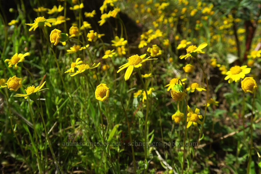 gold stars (Crocidium multicaule) [Lost Corral Trail, Cottonwood Canyon State Park, Gilliam County, Oregon]
