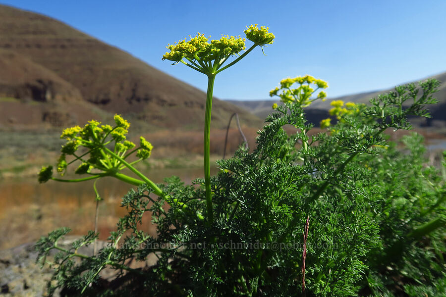 pungent desert parsley (Lomatium papilioniferum (Lomatium grayi)) [Lost Corral Trail, Cottonwood Canyon State Park, Gilliam County, Oregon]