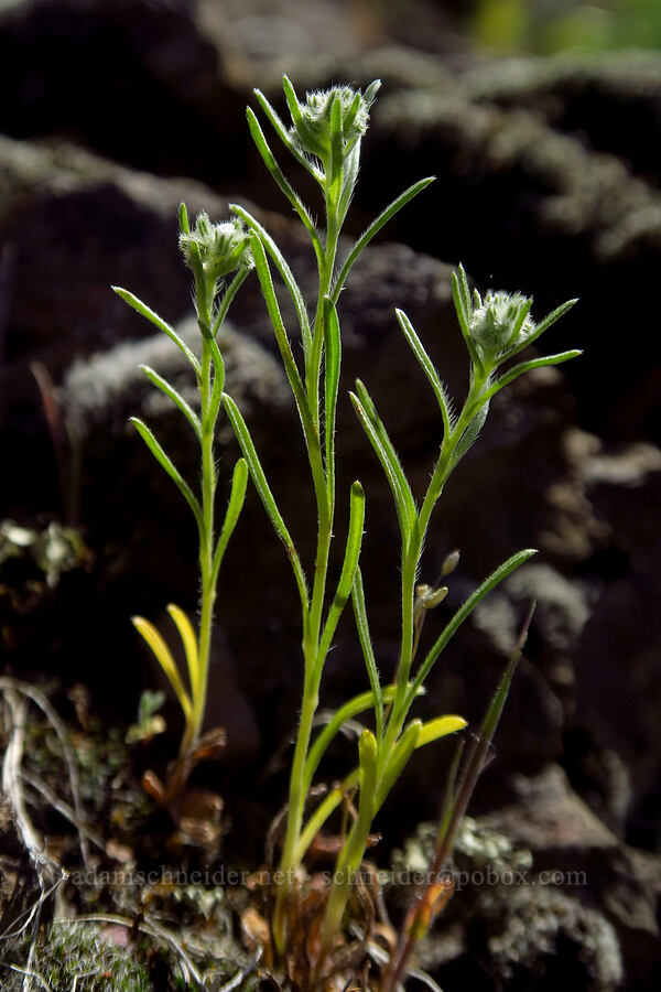 weak-stem cryptantha (Cryptantha flaccida) [above Lost Corral Trail, Cottonwood Canyon State Park, Gilliam County, Oregon]