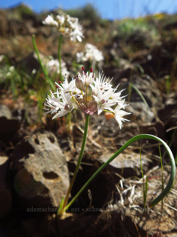 rock onion (Allium macrum) [above Lost Corral Trail, Cottonwood Canyon State Park, Gilliam County, Oregon]