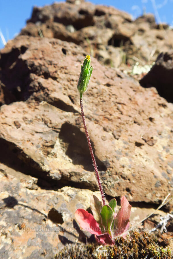 annual agoseris (Agoseris heterophylla) [above Lost Corral Trail, Cottonwood Canyon State Park, Gilliam County, Oregon]