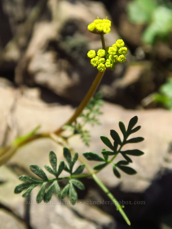 Henderson's desert parsley (Lomatium hendersonii) [above Lost Corral Trail, Cottonwood Canyon State Park, Gilliam County, Oregon]