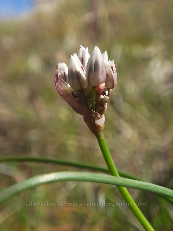 rock onion, budding (Allium macrum) [above Lost Corral Trail, Cottonwood Canyon State Park, Gilliam County, Oregon]