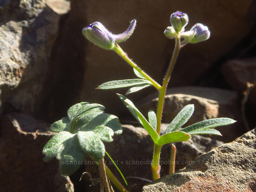 larkspur, budding (Delphinium nuttallianum) [above Lost Corral Trail, Cottonwood Canyon State Park, Gilliam County, Oregon]