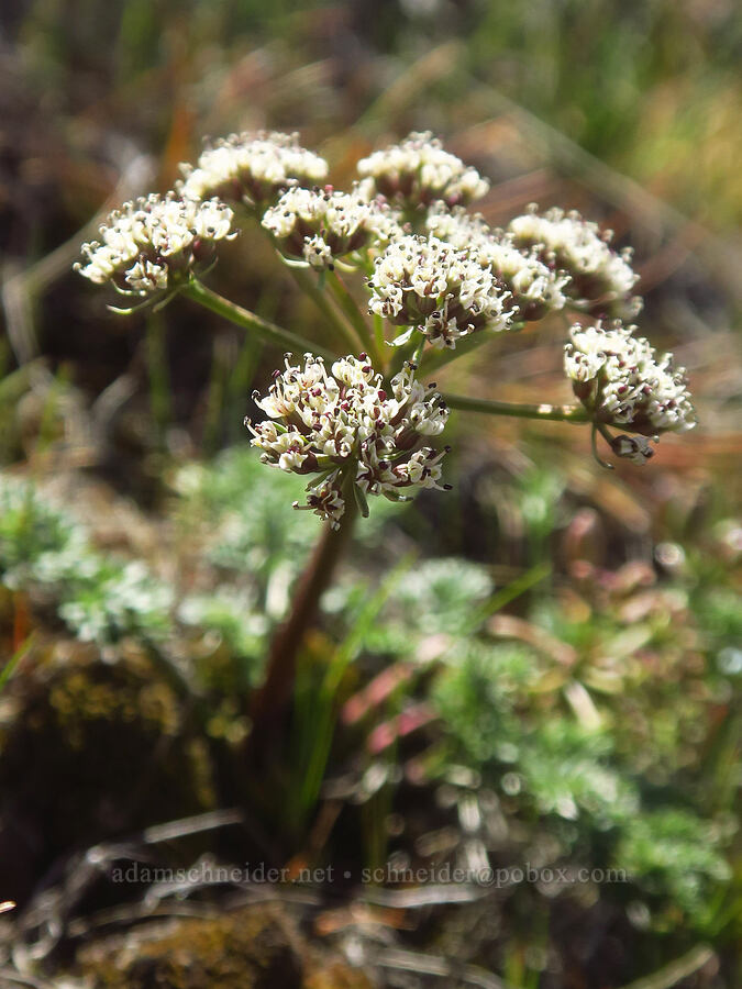 Canby's desert parsley (Lomatium canbyi (Cogswellia canbyi)) [above Lost Corral Trail, Cottonwood Canyon State Park, Gilliam County, Oregon]