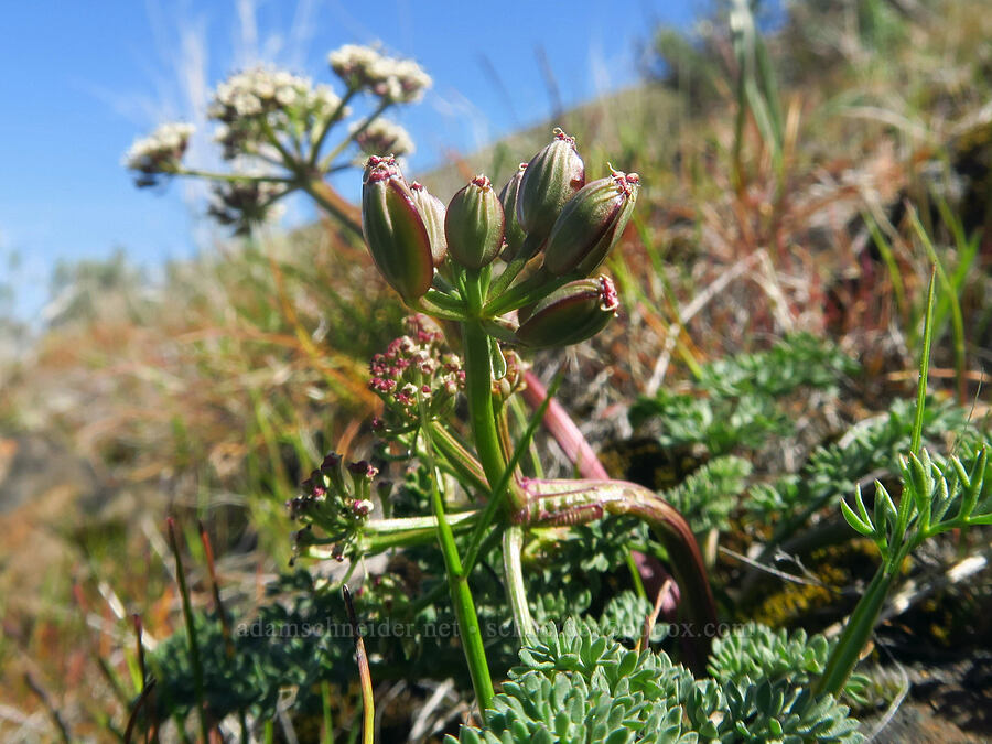 Canby's desert parsley, going to seed (Lomatium canbyi (Cogswellia canbyi)) [above Lost Corral Trail, Cottonwood Canyon State Park, Gilliam County, Oregon]