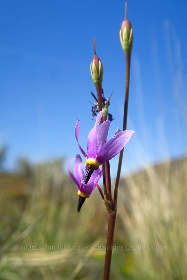 desert shooting stars (Dodecatheon conjugens (Primula conjugens)) [above Lost Corral Trail, Cottonwood Canyon State Park, Gilliam County, Oregon]