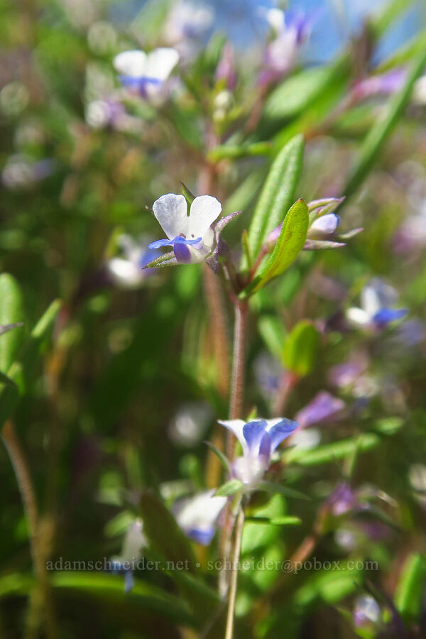 small-flowered blue-eyed-Mary (Collinsia parviflora) [above Lost Corral Trail, Cottonwood Canyon State Park, Oregon]