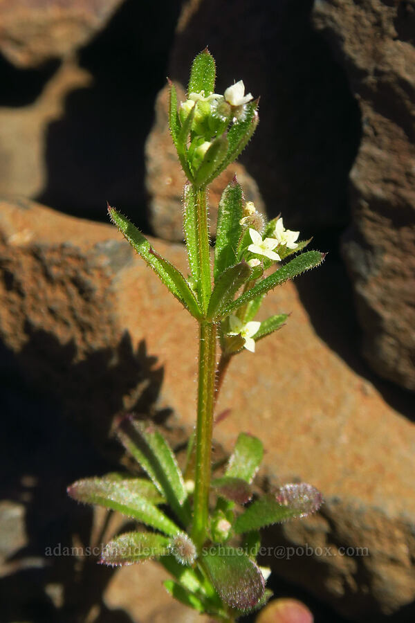 bedstraw (Galium aparine) [above Lost Corral Trail, Cottonwood Canyon State Park, Gilliam County, Oregon]
