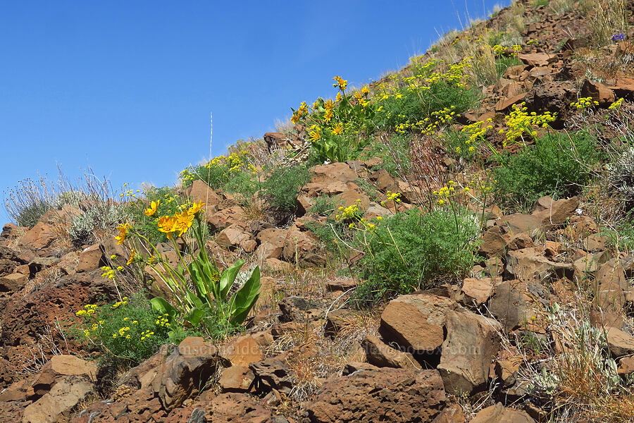 Carey's balsamroot & pungent desert parsley (Balsamorhiza careyana, Lomatium papilioniferum (Lomatium grayi)) [above Lost Corral Trail, Cottonwood Canyon State Park, Gilliam County, Oregon]