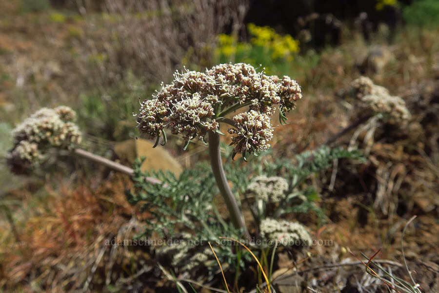 big-seed biscuitroot (Lomatium macrocarpum) [above Lost Corral Trail, Cottonwood Canyon State Park, Gilliam County, Oregon]