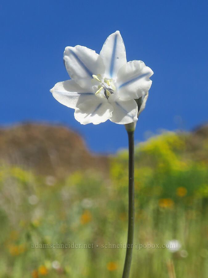 bi-colored cluster lily (Triteleia grandiflora var. howellii (Brodiaea bicolor)) [above Lost Corral Trail, Cottonwood Canyon State Park, Gilliam County, Oregon]