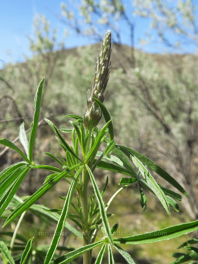 lupine, budding (Lupinus sp.) [above Lost Corral Trail, Cottonwood Canyon State Park, Gilliam County, Oregon]