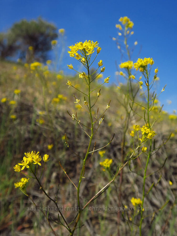 cut-leaf tansy-mustard (Descurainia incisa) [Sage Knob Trail, Cottonwood Canyon State Park, Sherman County, Oregon]