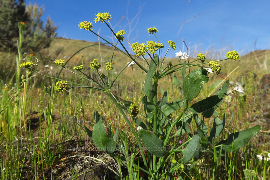 bare-stem desert parsley (Lomatium nudicaule) [Highway 206, Sherman County, Oregon]