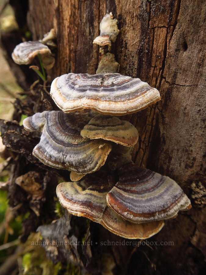 turkey-tail fungus (Trametes versicolor) [Liberty Hill, St. Helens, Columbia County, Oregon]