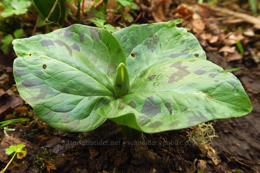 small-flowered trillium, budding (Trillium albidum ssp. parviflorum) [Liberty Hill, St. Helens, Columbia County, Oregon]