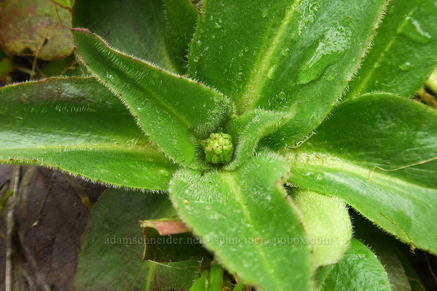 Oregon saxifrage, budding (Micranthes oregana (Saxifraga oregana)) [Liberty Hill, St. Helens, Columbia County, Oregon]