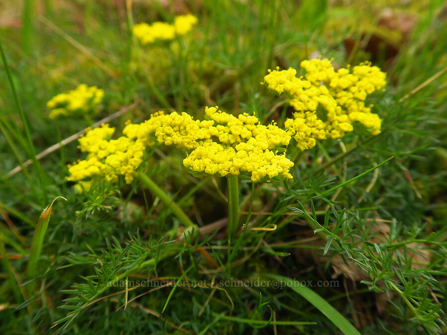 spring-gold desert parsley (Lomatium utriculatum) [Liberty Hill, St. Helens, Columbia County, Oregon]