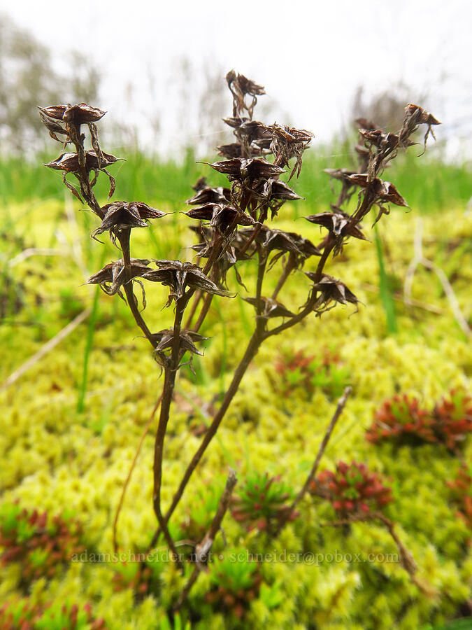last year's stonecrop flowers (Sedum stenopetalum) [Liberty Hill, St. Helens, Columbia County, Oregon]