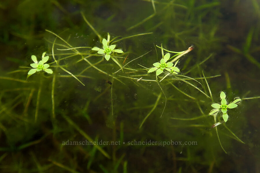 water-starwort (Callitriche sp.) [Liberty Hill, St. Helens, Columbia County, Oregon]