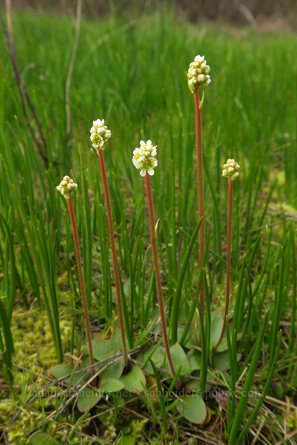 whole-leaf saxifrage (Micranthes integrifolia (Saxifraga integrifolia)) [Liberty Hill, St. Helens, Columbia County, Oregon]