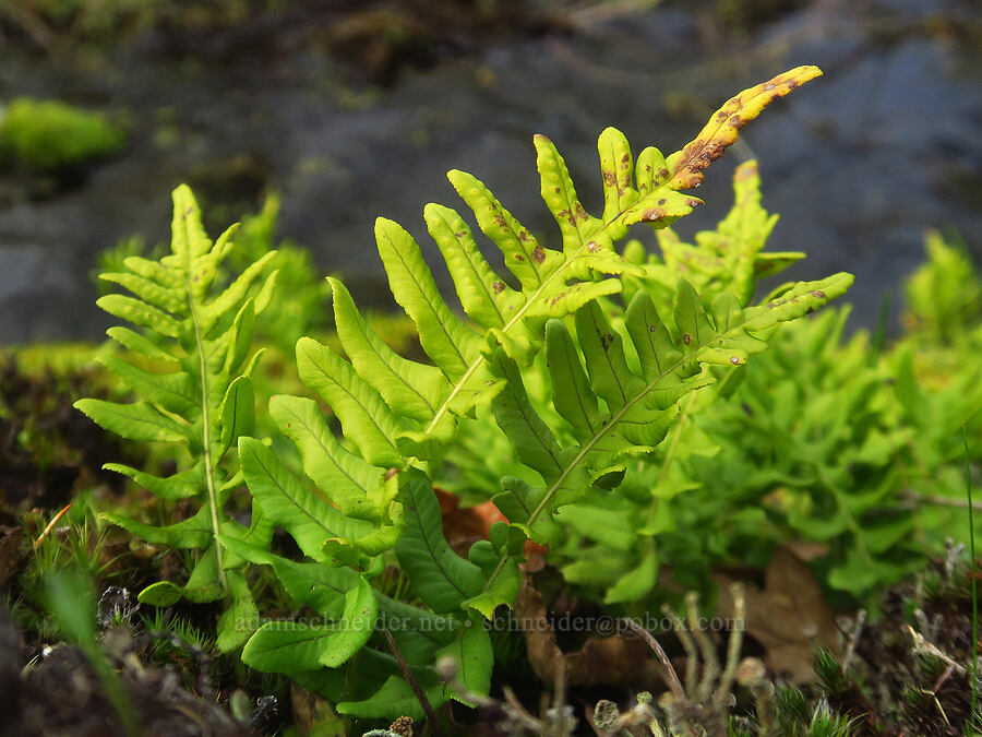 licorice fern (Polypodium glycyrrhiza) [Liberty Hill, St. Helens, Columbia County, Oregon]