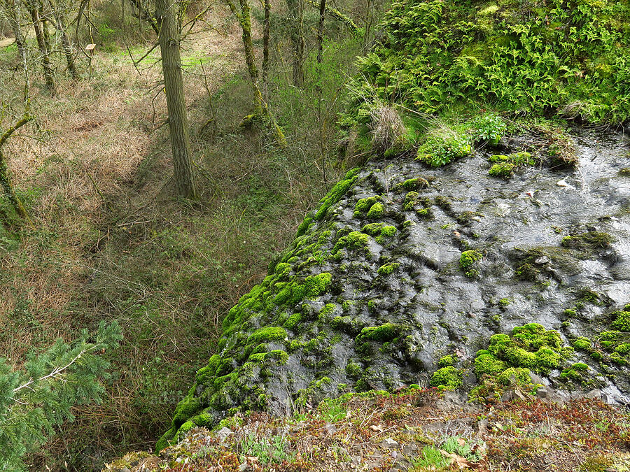 mossy waterfall [Liberty Hill, St. Helens, Columbia County, Oregon]