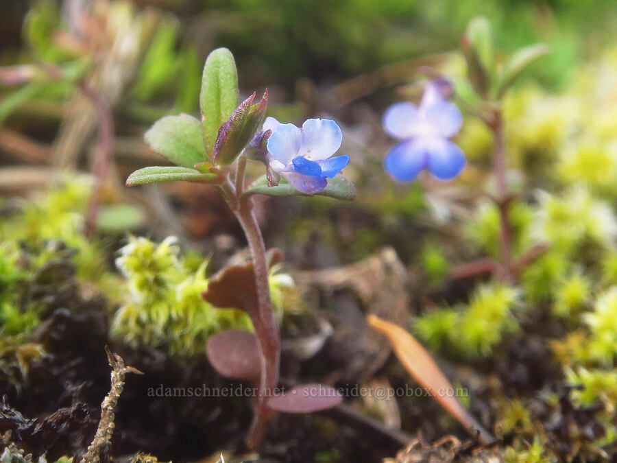 small-flowered blue-eyed-Mary (Collinsia parviflora) [Liberty Hill, St. Helens, Columbia County, Oregon]