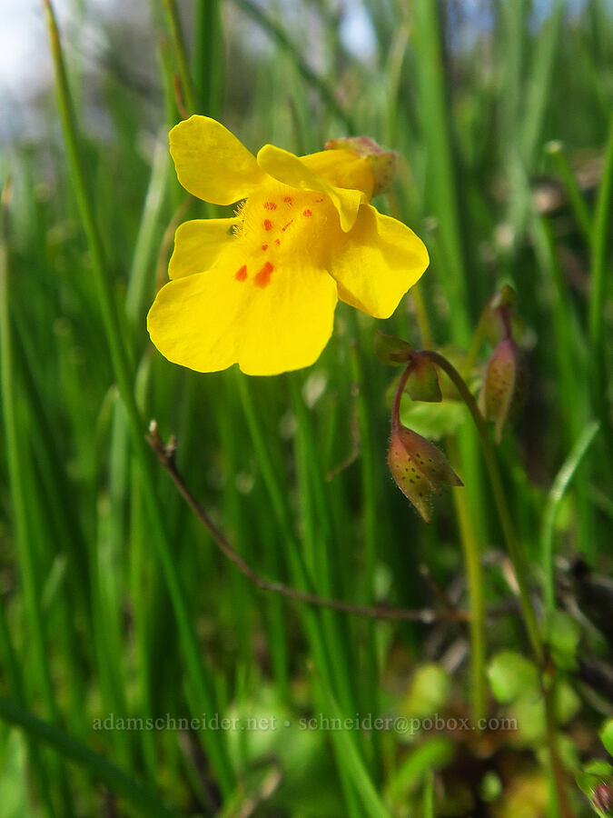 small-leaf monkeyflower (Erythranthe microphylla (Mimulus microphyllus)) [Liberty Hill, St. Helens, Columbia County, Oregon]