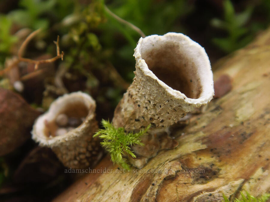 bird's-nest fungus (Nidula candida) [Liberty Hill, St. Helens, Columbia County, Oregon]