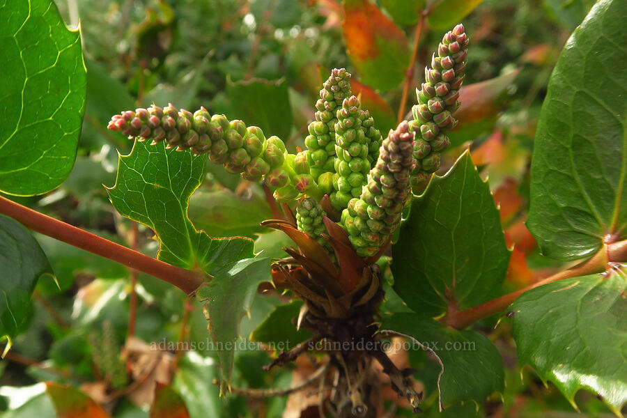 Cascade Oregon-grape (Mahonia nervosa (Berberis nervosa)) [Liberty Hill, St. Helens, Columbia County, Oregon]