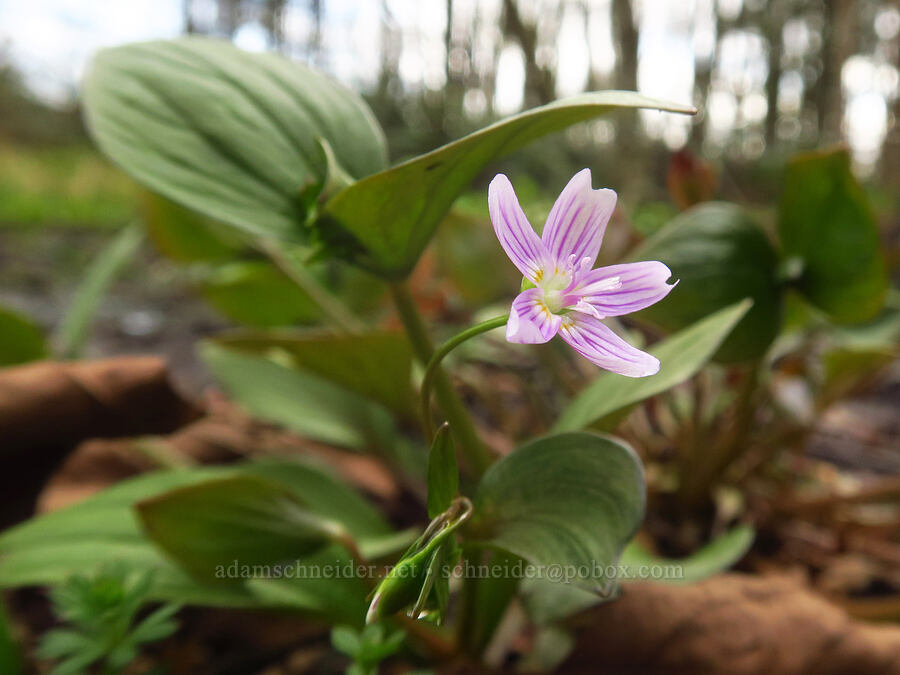 candy flower (Claytonia sibirica (Montia sibirica)) [Liberty Hill, St. Helens, Columbia County, Oregon]