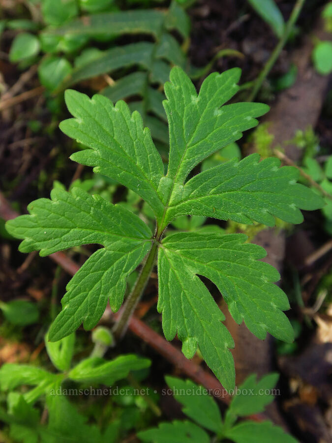 Pacific waterleaf leaf (Hydrophyllum tenuipes) [Liberty Hill, St. Helens, Columbia County, Oregon]
