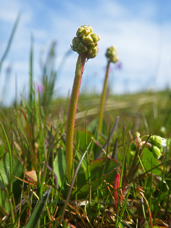 brittle-leaf saxifrage (Micranthes fragosa (Saxifraga integrifolia var. claytoniifolia)) [Rowena Plateau, Wasco County, Oregon]