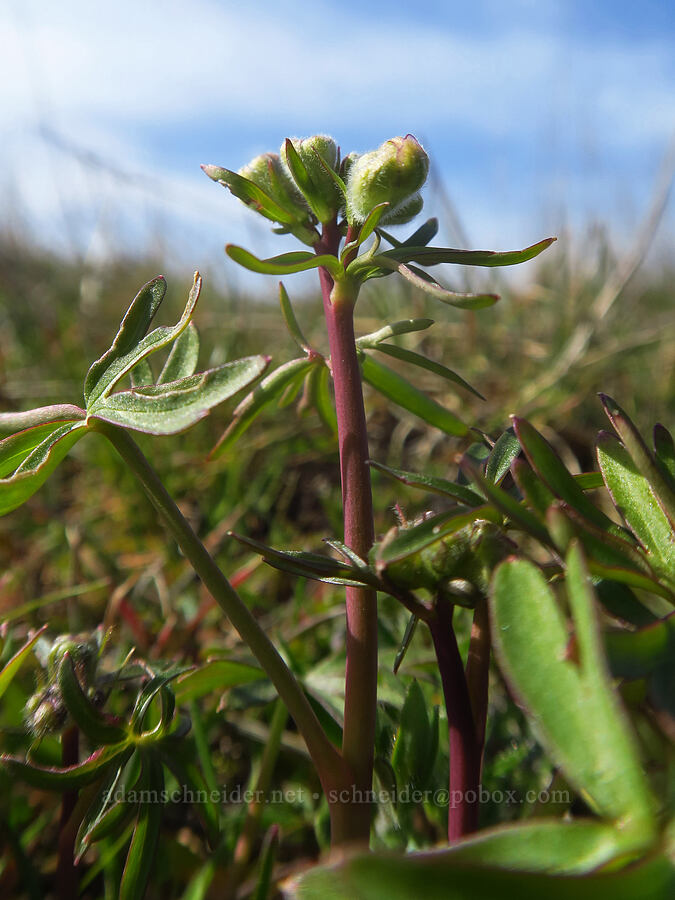 larkspur, budding (Delphinium nuttallianum) [Rowena Plateau, Wasco County, Oregon]