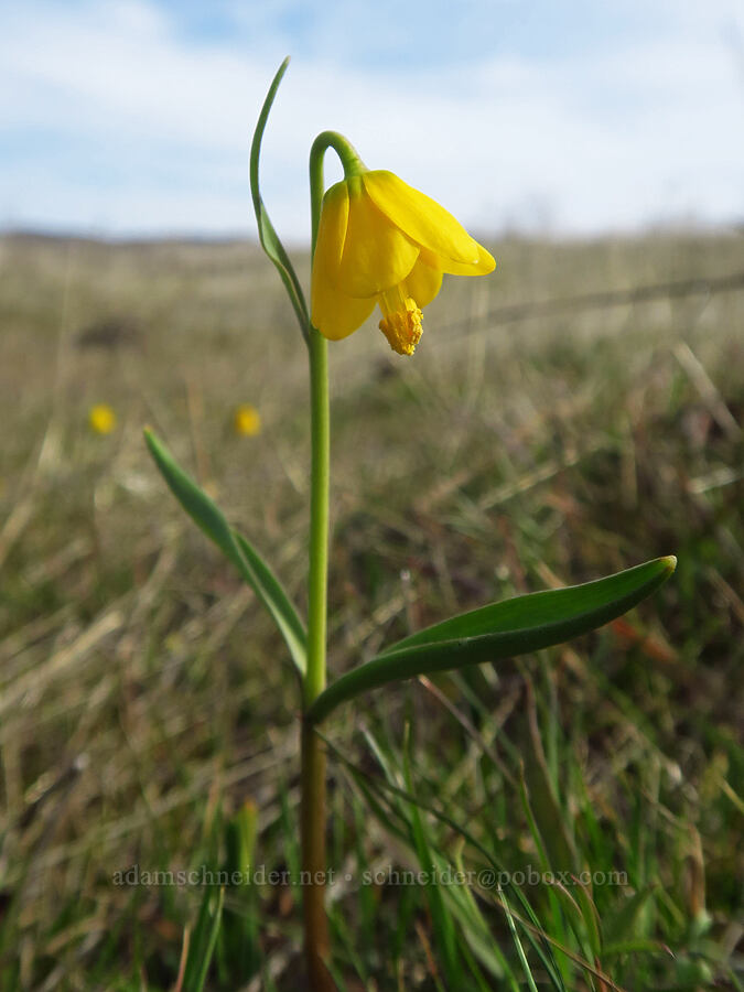 yellow bell (Fritillaria pudica) [Rowena Plateau, Wasco County, Oregon]