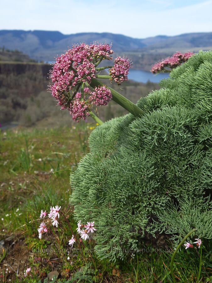 Columbia desert parsley (Lomatium columbianum) [Rowena Plateau, Wasco County, Oregon]